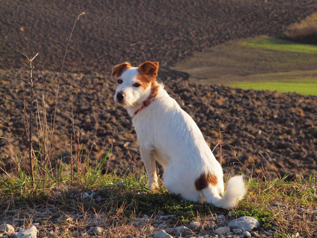 La Roverella Monteroni dʼArbia