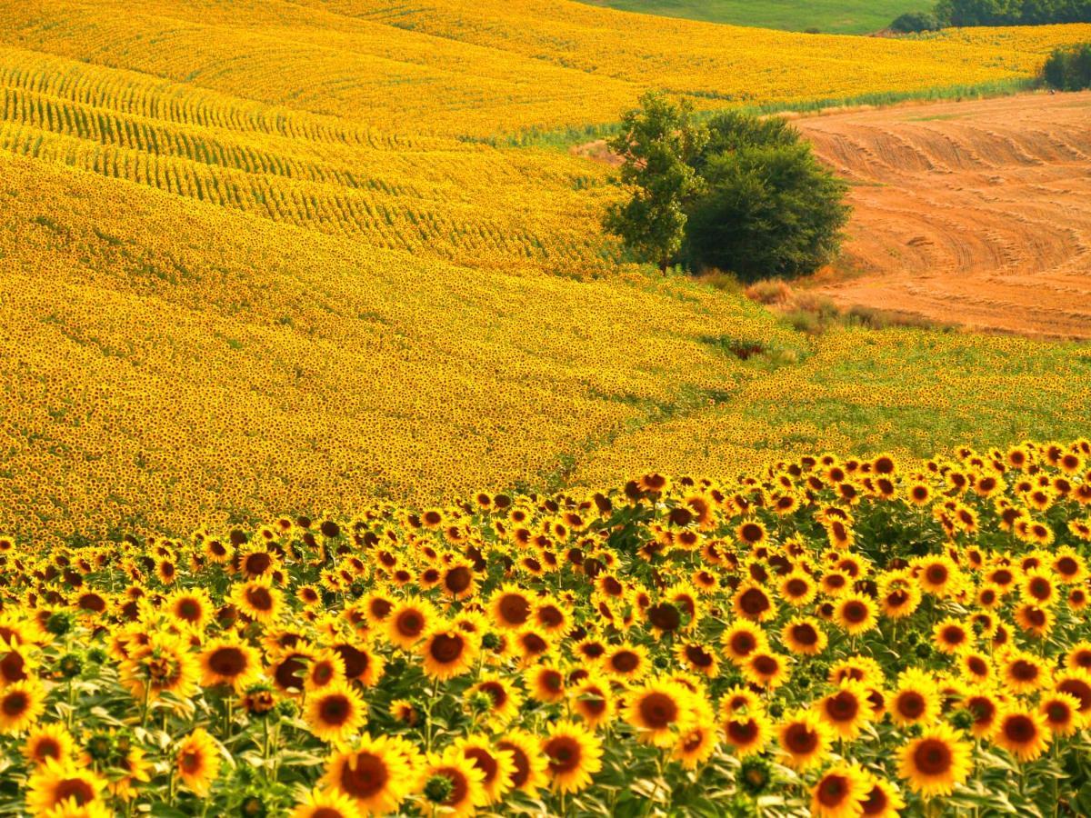 Farm stay La Roverella *