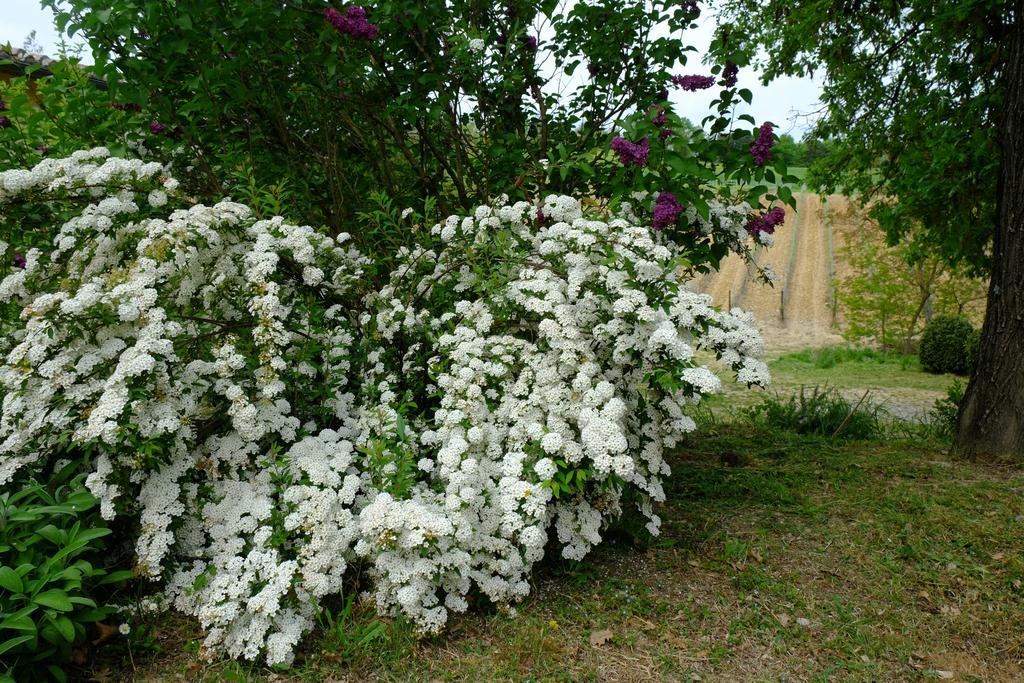 La Roverella Monteroni d'Arbia